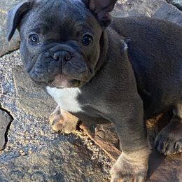 French Bulldogs from B & M Southern Frenchies