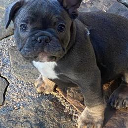 French Bulldogs from B & M Southern Frenchies