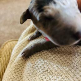 Merle girl - Merle female Great Dane puppy in Devine, Texas from Texas Devine Danes & Aussies