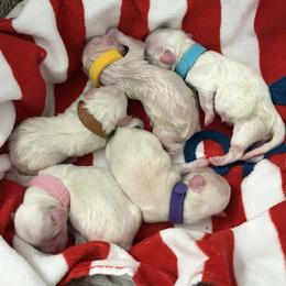 Coton de Tulear puppies from Classy Cotons