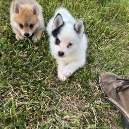 Bella - Black and white female Pomsky puppy in Uintah County, Utah from Bingo's Wolfhounds, Lollipop Pomskies