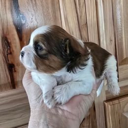 Colt. (1900) - Red and white male Shih Tzu puppy in Fallon, Nevada from Grandma Ts Precious Puppies