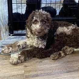Maisy - Aussiedoodle