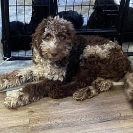 Maisy - Aussiedoodle