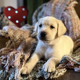 Arrow - Yellow male Labrador Retriever puppy in Sweet Home, Oregon from Knotty Creek Labradors