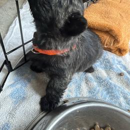 Boy 4 - male Cairn Terrier puppy in Terrebonne, Oregon from Central Oregon Cairn Terriers