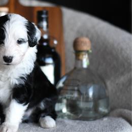 Gimlet - Black and white male Portuguese Water Dog puppy in Hastings, Michigan from Hilltop Portuguese Water Dogs