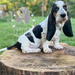Maxxie - Black white and brown female Basset Hound puppy in Dingess, West Virginia from Tuckers' Howling Hounds