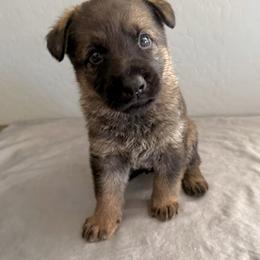 Green - Sable male German Shepherd puppy in Buckeue, Arizona from Légende Vivante Du Chief Kennel