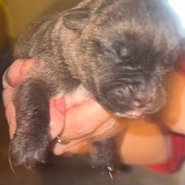 Boy3 - Gray and fawn male Cane Corso puppy in Gwinnett County, Georgia from Better Than You Cane Corso’s