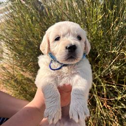 Blue boy - Light golden male Golden Retriever puppy in Pahrump, Nevada from Southern Nevada Goldens
