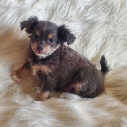Chihuahuas from Goodlen Pups