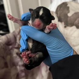 Boy 3 - Black and white male Chihuahua puppy in Lees Summit, Missouri from Divine K9s LLC