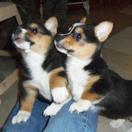 Pembroke Welsh Corgi Puppies from Nistler's Farm Corgis