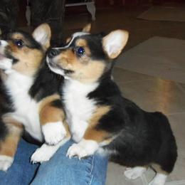Pembroke Welsh Corgi Puppies from Nistler's Farm Corgis