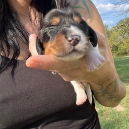 Onyx - Piebald male Dachshund puppy in Palestine, Texas from Vixens Dachshunds