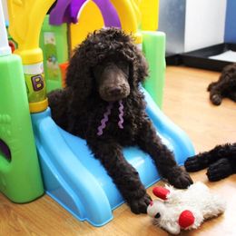 Poodle Puppies from Piccolo's Poodles