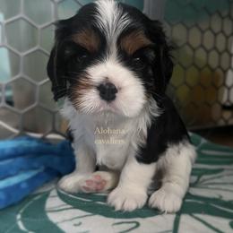 Cavalier King Charles Spaniel Puppies from Alohana Cavaliers