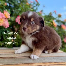 Valerie - Red tri female Miniature Australian Shepherd puppy in Midway, Texas from L Bar W Aussie Ranch