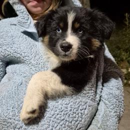 Sally - Black tri-color female Australian Shepherd puppy in Mc Alpin, Florida from RussKris Farms Aussies