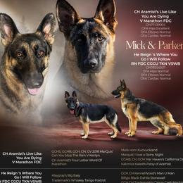 German Shepherd puppies from He Reigns