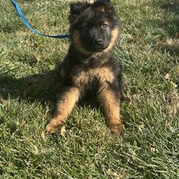 THOR - Black and red male German Shepherd puppy in Whitewater, California from Vom Haus Metzler Shepherds