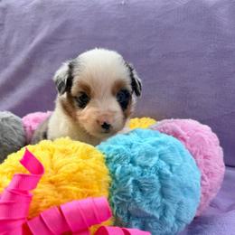 Blue Merle Girl 1 - Blue merle female Miniature American Shepherd puppy in Connecticut from Novus Kennels