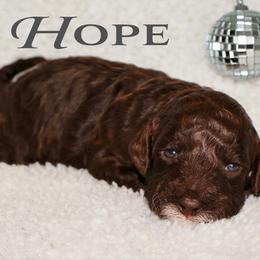 HOPE - Chocolate female Australian Labradoodle puppy in Austin, Texas from AussieTex Labradoodles