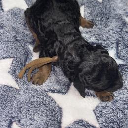 Sunny - Phantom female Poodle puppy in Lakeland, Florida from Gulfside Poodles