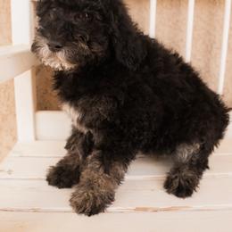 Aussiedoodle and Goldendoodle Puppies from Ever After Doodles Arizona