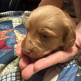 Boy 1 - Dachshund puppy in Wappapello, Missouri from Kandb Dachshunds