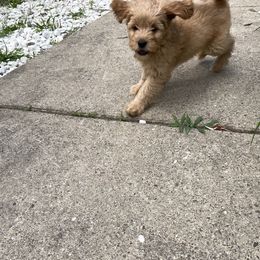 Goldendoodle Puppies from Coal Country Doodles