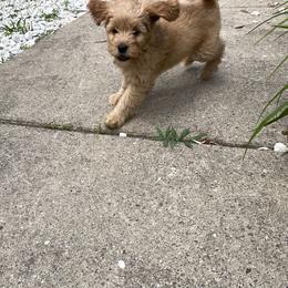 Goldendoodle Puppies from Coal Country Doodles