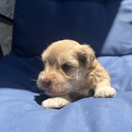 Blue - Wheaten male Miniature Schnauzer puppy in Menifee, California from Moonshine’s Minis