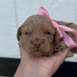 Winnie - Red female Cockapoo puppy in Ville Platte, Louisiana from The Barkery