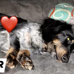 Harper - Dachshund