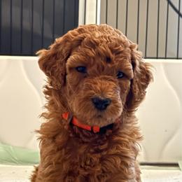 Orange - Red  male Poodle puppy in Keedysville, Maryland from Sunshine Red Standard Poodles