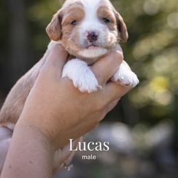 Lucas - Apricot male Goldendoodle puppy in Acton, Maine from Silver Pines Pups