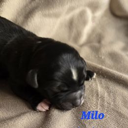 Milo - Black and white male Havanese puppy in Trinity, Alabama from Tooties Cuties Havanese