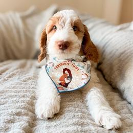 Diego - Parti male Goldendoodle puppy in California City, California from Summer Sun Doodles