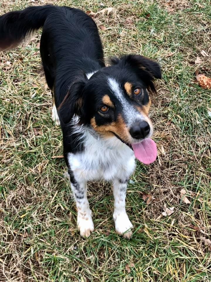 Zion Meadow Farm in Missouri | English Shepherd puppies | Good Dog