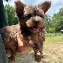 Forrest - Merle male Yorkipoo puppy in Cottageville, South Carolina from Mandy's Yorkie's , Yorkiepoo's & Maltipoo's