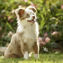 Alpine - Toy Australian Shepherd