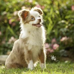 Alpine - Toy Australian Shepherd