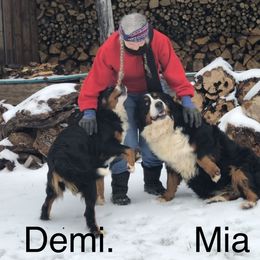 Bernese Mountain Dog Puppies from Bernese Bunker