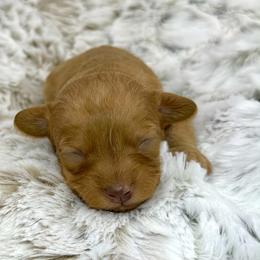 Nutmeg Latte - Red female Cavapoo puppy in Van Alstyne, Texas from Home Grown Puppies