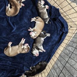Siberian Husky puppies from Justin's Siberian Huskys