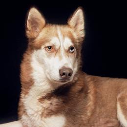 Sini - Red and white female Siberian Husky puppy in Meadow Vista, California from Thistle Hill Siberians