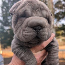 Girl 1 - Blue dilute female Chinese Shar-Pei puppy in Autryville, North Carolina from T&D'S Razen Wrinkles Shar-pei