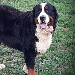 Bernese Mountain Dogs and Labrador Retrievers from misty ridge kennels